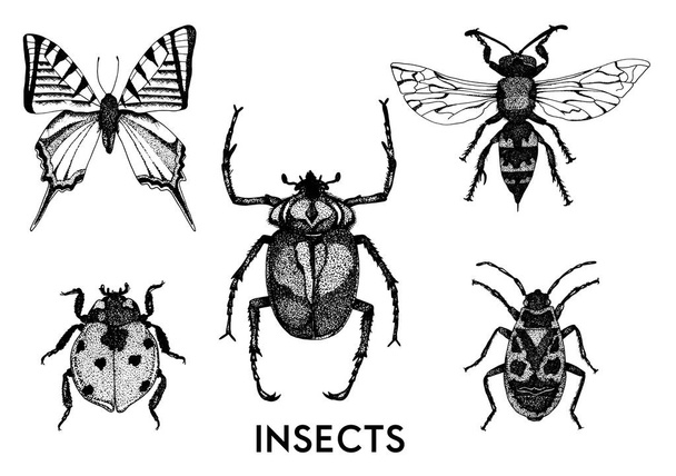 Collection of hand drawn insect illustrations. - Vector, Imagen