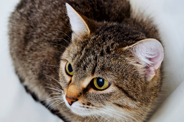 Grey tabby cat. - Фото, зображення