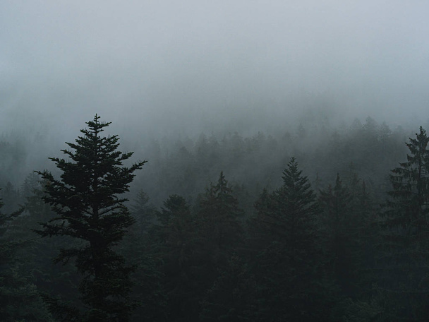 Foggy forest landscape. Cold autumn.  - Foto, afbeelding