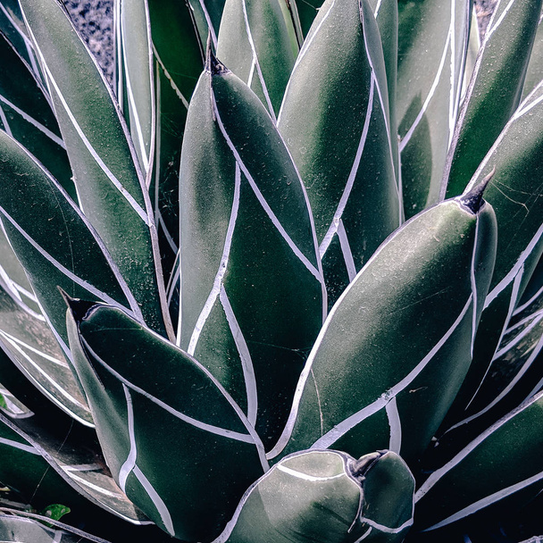Cactus background. Aloe. Cactus lover concept. Minimal - Photo, Image