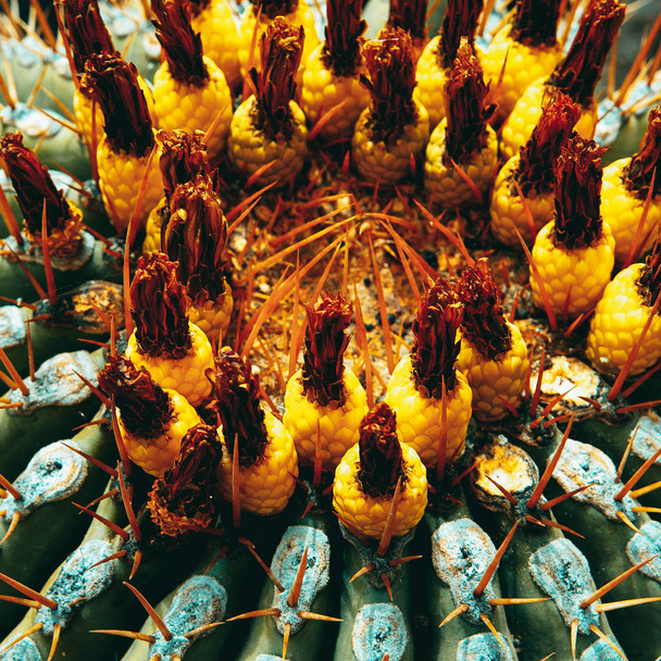 Cactus macro background. Plant lover concept - Foto, Bild