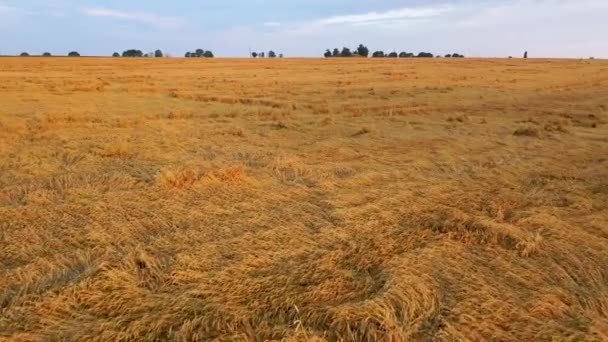 Widok lotniczy upraw pszenicy zwaliło downpour. Problem złych warunków pogodowych jest poważnym problemem dla rolników, zagrażając utracie upraw. - Materiał filmowy, wideo