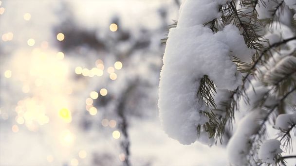 Primer plano para la rama de árbol nevado con brillantes fuegos artificiales borrosos en el fondo, concepto de Navidad. Art. Paisaje invernal con rama de abeto cubierta de nieve y un espumoso
. - Foto, Imagen