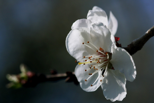 Blossom яблуня
 - Фото, зображення