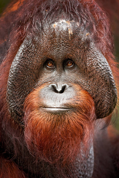 Der borneische Orang-Utan (Pongo pygmaeus) ist eine Orang-Utan-Art, die auf der Insel Borneo beheimatet ist. Zusammen mit dem Sumatra-Orang-Utan und dem Tapanuli-Orang-Utan gehört er zur einzigen in Asien heimischen Gattung der Menschenaffen.. - Foto, Bild
