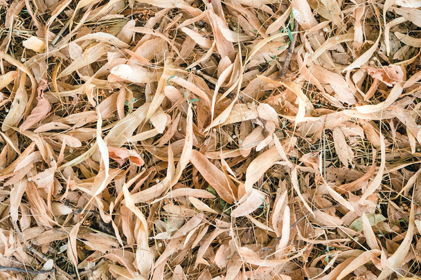maan pinnalla peitetty pudonnut kuivia lehtiä ja siemeniä
 -  - Valokuva, kuva