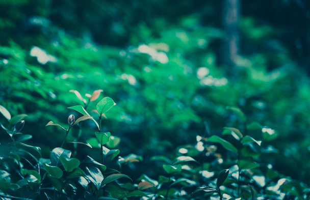 Green Leaves Pattern; Natural Background  - Zdjęcie, obraz