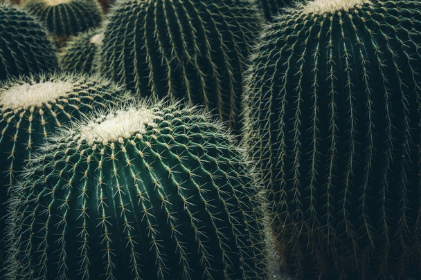 Succulent Plants, Nature Background or Texture - Фото, изображение