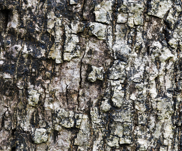 Primer plano de la corteza del árbol - Foto, Imagen