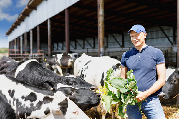 Landwirt arbeitet auf Bauernhof mit Milchkühen - Foto, Bild