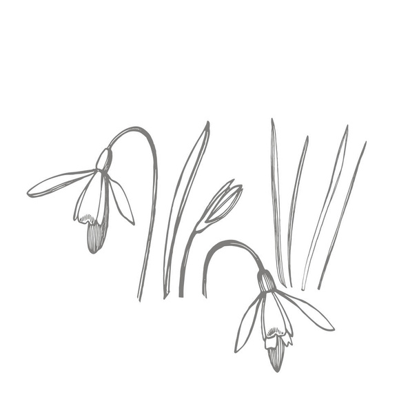 Snowdrop spring flowers. Botanical plant illustration. Vintage medicinal herbs sketch set of ink hand drawn medical herbs and plants sketch. - Foto, imagen