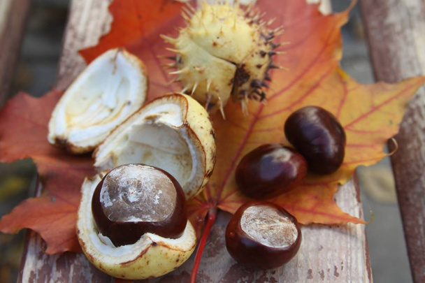 Лошадино-каштановые (эскулы) фрукты на кленовом листе на деревянном фоне. Плоский, вид сверху
. - Фото, изображение