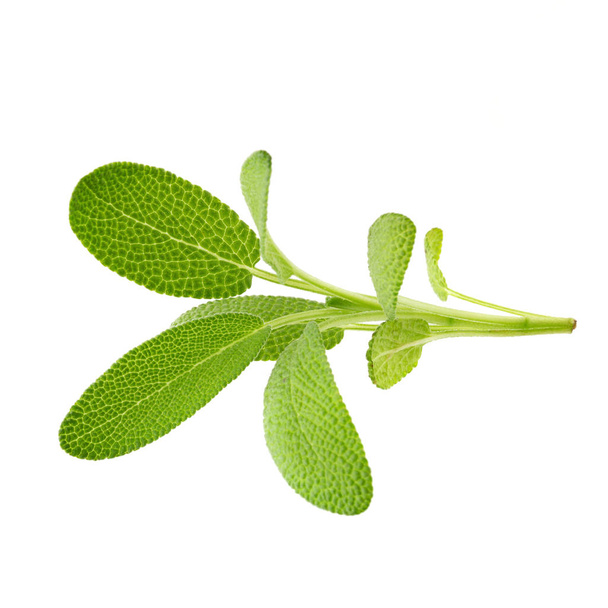 Salbeipflanze isoliert auf weißem Hintergrund - Foto, Bild