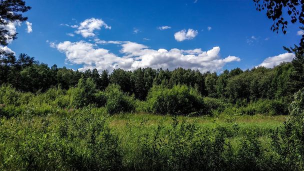 Beautiful green high lugana trees and forest background. Sunny summer day in natural colors. Meadow and forest flowers, thickets - Zdjęcie, obraz