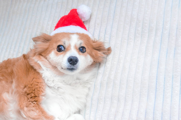 Cute dog in Santa hat. Concept New Year and Christmas. 2020 - Valokuva, kuva