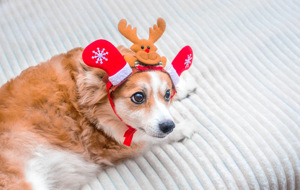 Funny dog in a suit of Santa's deer. Concept New Year and Christmas. 2020 - Фото, изображение