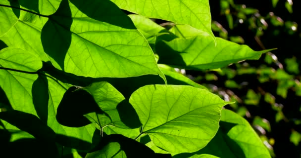 Зелене листя дерев, зняте крупним планом в літньому парку
. - Кадри, відео