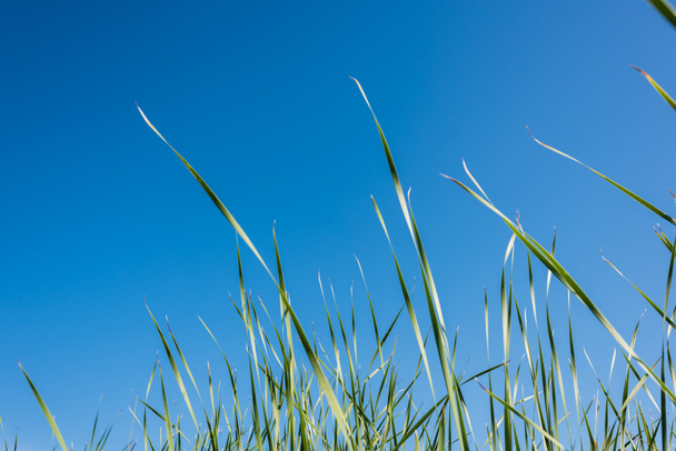 green and fresh grass against blue sky in summertime  - Foto, Imagem