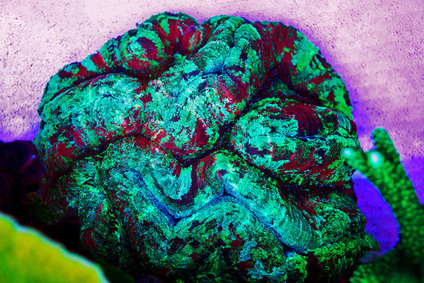 LPS avoin aivokoralli eristetty akvaario riutta säiliö
 - Valokuva, kuva