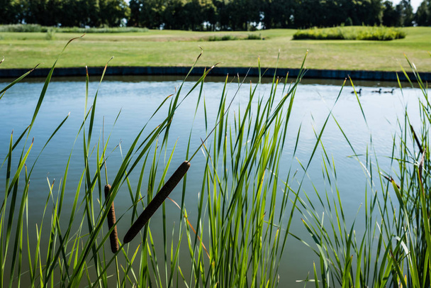 enfoque selectivo de cañas cerca del lago en el parque verde
  - Foto, Imagen
