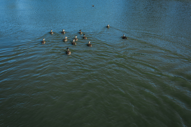 Schwarm Wildgänse schwimmt im Sommer im See  - Foto, Bild
