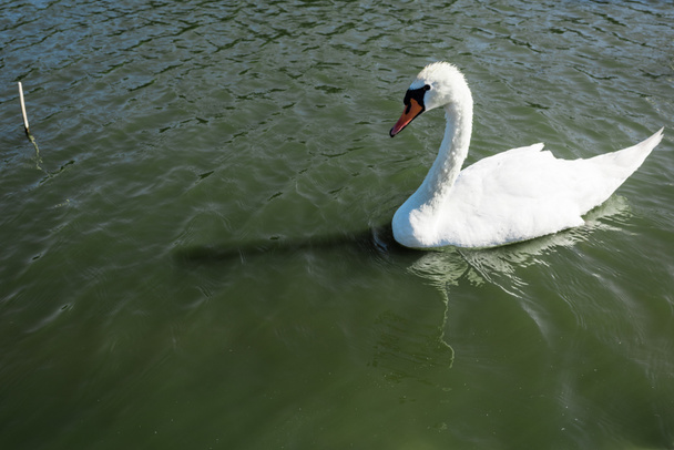 white and wild swan swimming in lake in summertime  - Zdjęcie, obraz