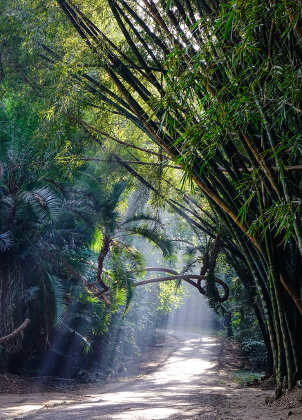 Botanická zahrada v Pyin Oo Blanka, Myanmar  - Fotografie, Obrázek