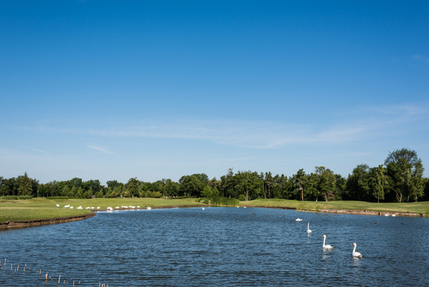 flock of white swans swimming in lake near green park  - Photo, Image