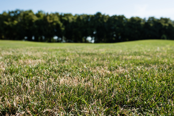 Selektywny fokus zielonej trawy w parku w okresie letnim  - Zdjęcie, obraz