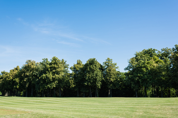 selektywne skupienie drzew z zielonymi liśćmi na trawie przed błękitnym niebem w parku - Zdjęcie, obraz