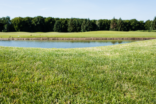 foyer sélectif de l'herbe verte près de l'étang dans le parc en été
  - Photo, image