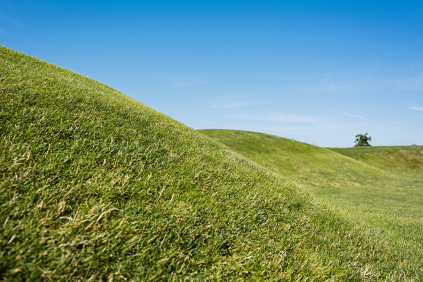 foyer sélectif de l'herbe verte contre le ciel bleu en été
  - Photo, image