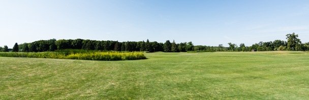 панорамний знімок блакитного неба в зеленому парку з деревами в літній час
  - Фото, зображення