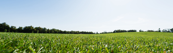 plan panoramique d'herbe verte près des arbres contre le ciel dans le parc
  - Photo, image