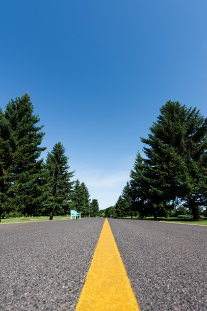 selectieve focus van de weg met gele lijn in de buurt van groene bomen met bladeren in de zomer  - Foto, afbeelding