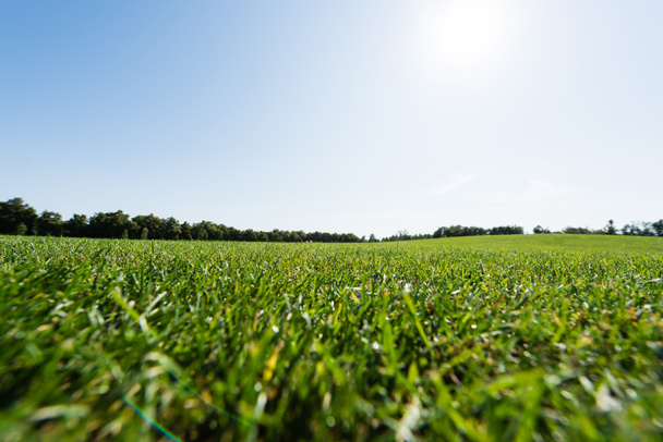 selektivní zaměření trávy v blízkosti zelených stromů proti obloze v parku  - Fotografie, Obrázek