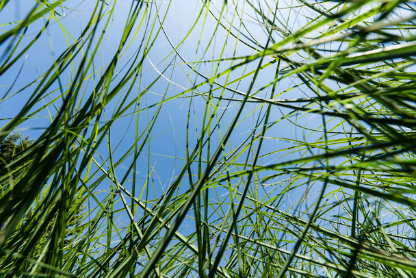 a zöld és a friss fű alulnézete a parkban  - Fotó, kép