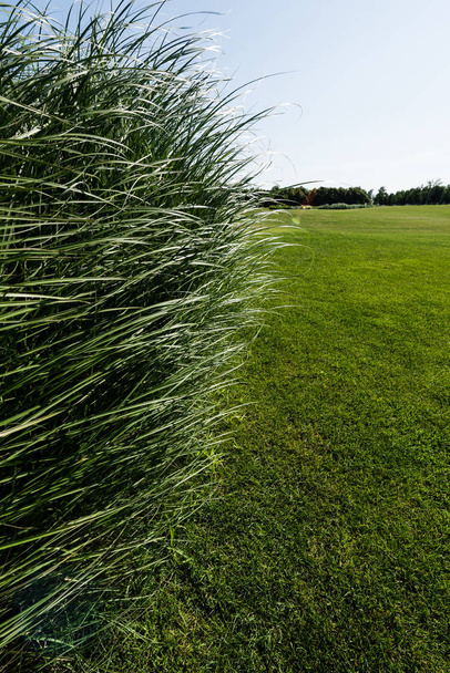 selective focus of park with green grass in summertime  - Fotó, kép