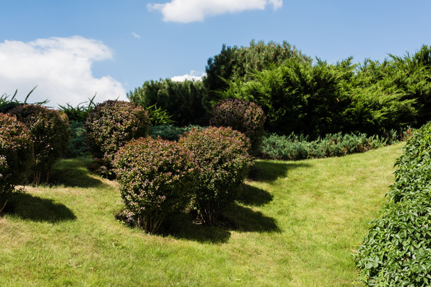 grüne Sträucher in der Nähe von Pflanzen und Bäumen im Sommer  - Foto, Bild