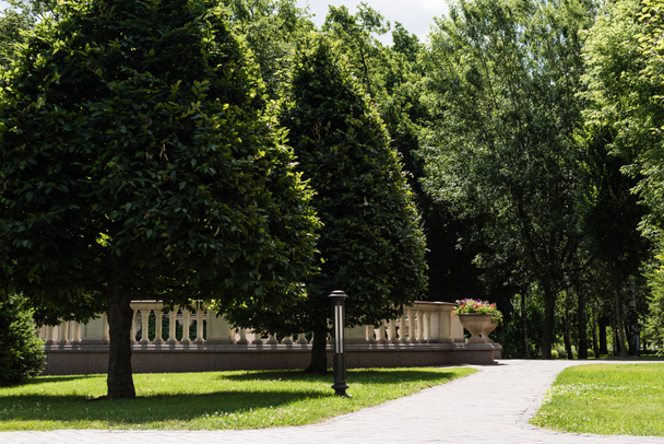 passerelle près des arbres verts avec des feuilles en été
  - Photo, image