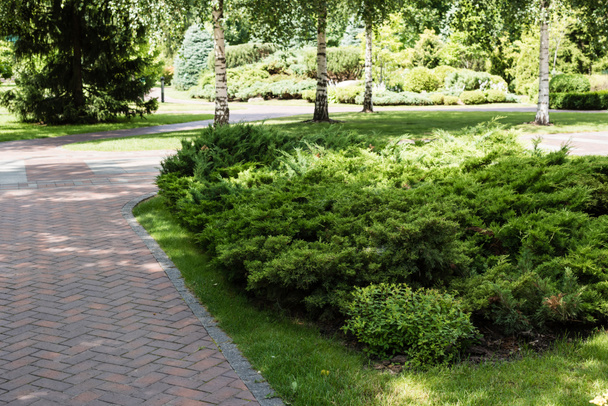 walkway near green bushes and trees with leaves in summertime  - Photo, Image