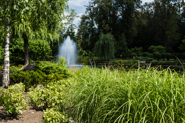 selective focus of green grass and plants near pond with fountain  - Φωτογραφία, εικόνα