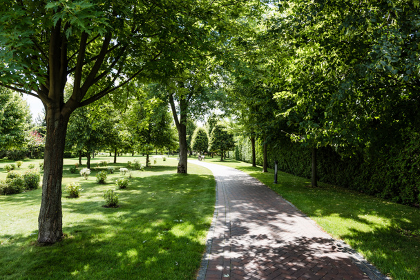ombres sur herbe verte avec des buissons et des arbres près du sentier dans le parc
  - Photo, image