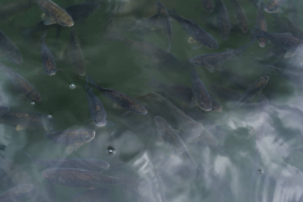 pesci scuri che nuotano nello stagno con bolle in estate
  - Foto, immagini