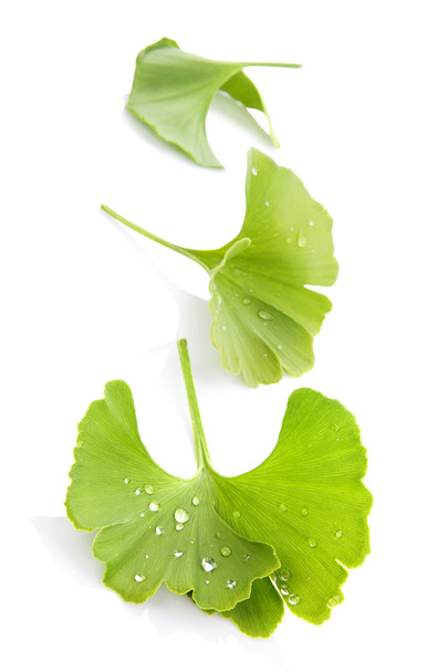 Ginkgo leaves isolated. - Photo, Image