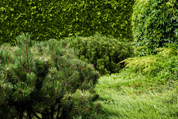 selective focus of green conifer plants with needles  - 写真・画像