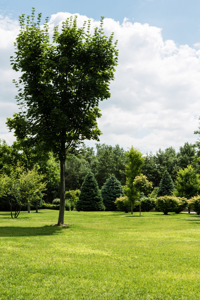 grüne Blätter an Bäumen in der Nähe von Büschen und Kiefern auf Gras im Park  - Foto, Bild