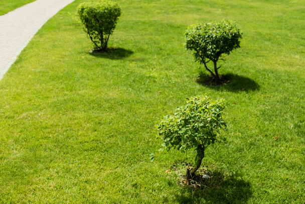 επιλεκτική εστίαση των σκιών από μικρούς θάμνους σε πράσινο και φρέσκο γρασίδι  - Φωτογραφία, εικόνα