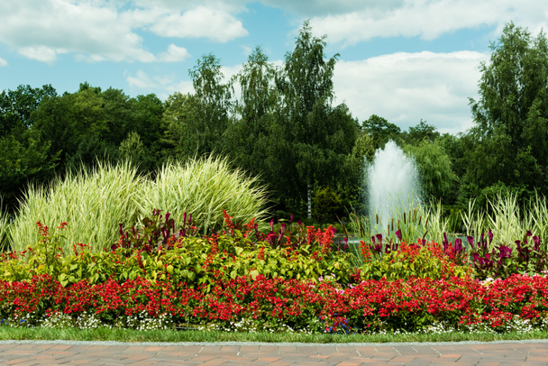 red blooming flowers near plants and fountain against blue sky  - Фото, изображение