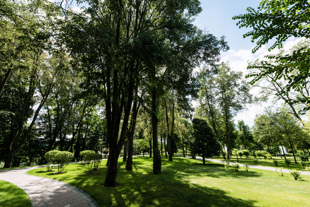 stezka u stromů na čerstvé trávě proti obloze s mraky  - Fotografie, Obrázek